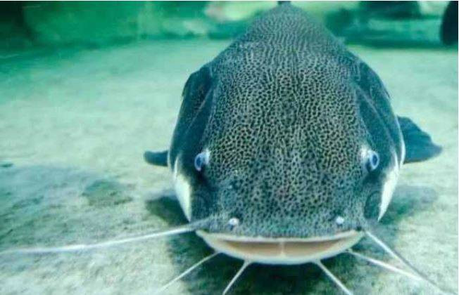 Yılbaşı gecesi bu yiyecekleri ağzınıza bile sürmeyin. İki yakanız bir araya gelmeyebilir - Resim: 3